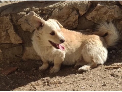 Köpeğimizi sahiplendirme