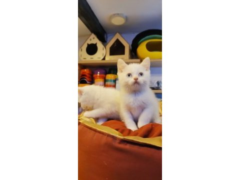 Yavrular telsim hazır kalite sağlıklı british shorthair