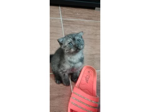 British shorthair kediler