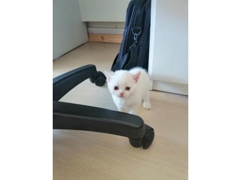 British shorthair blue point
