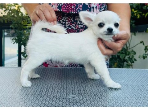 Harika chihuahua yavrular