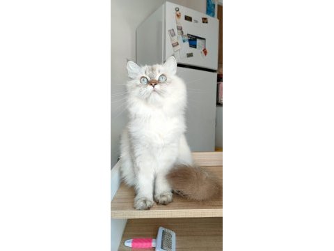 British longhair ve scottish straight kedilerim