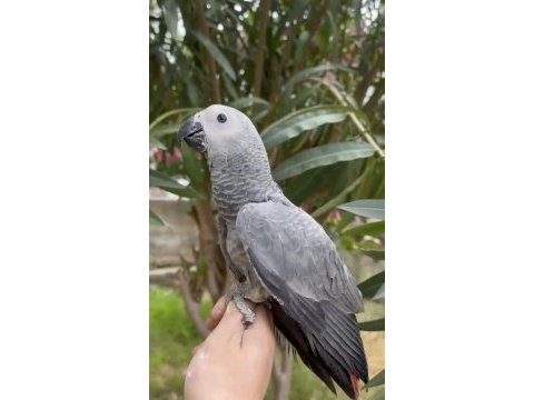 Bebek jako papağanı