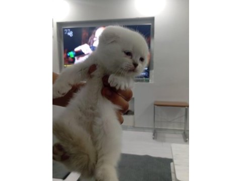 Yavru scottish fold kedisi gri beyaz
