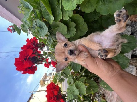 Çiçek gibi yavrular chihuahua