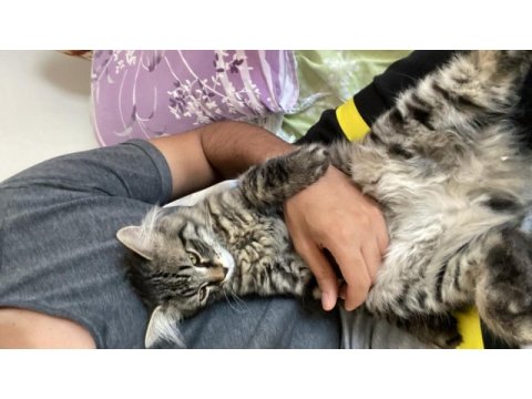Acil ankara kedisi sahiplendirme (taşınıyorum)