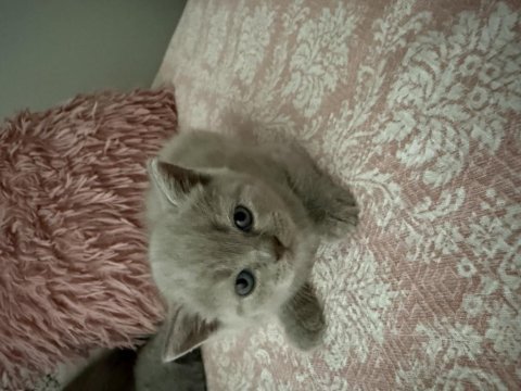 British shorthair 40 günlük erkek