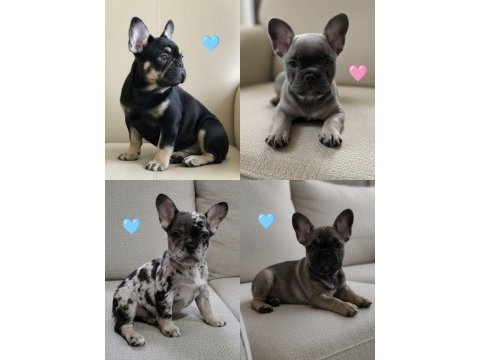 Aşılı ısabella ve fluffy taşıyıcı renk renk yavru köpekler