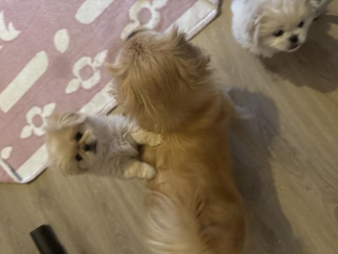 Minik pamuk pekinez köpekler