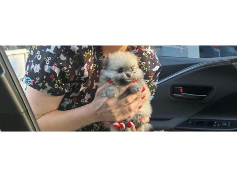 Kendi köpeklerimin pomeranian yavruları