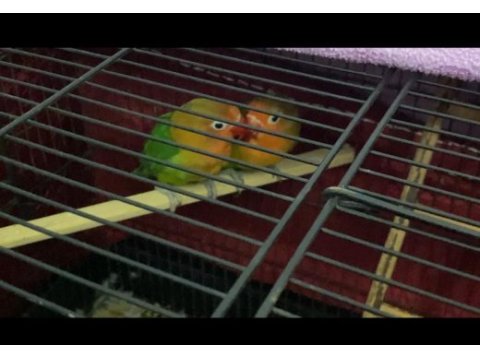 Çift cennet ve sevda papağanı