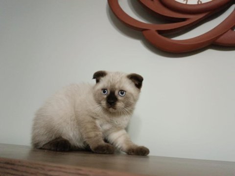 Çok uslu scottish fold kızımızı sahiplendiriyoruz