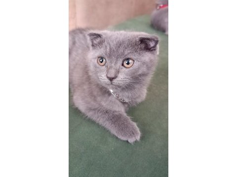Sahiplendirme scottish fold