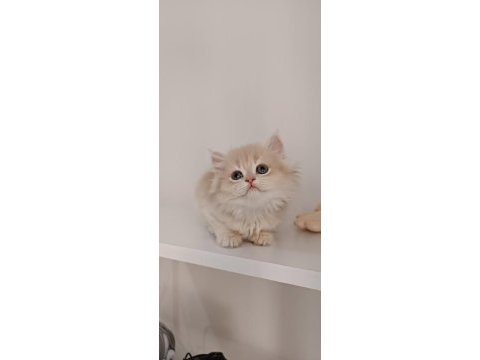 Özel renk chocolate golden british longhair