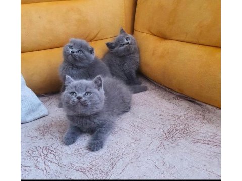 2 aylık british shorthair bebekler