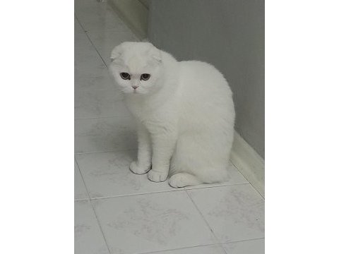 Acil dişi scottish fold