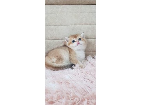 Ankaranın  en güzel golden longhair yavruları