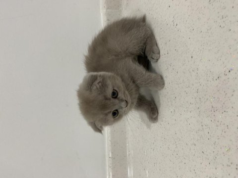 Dişi scottish fold shorthair lilac
