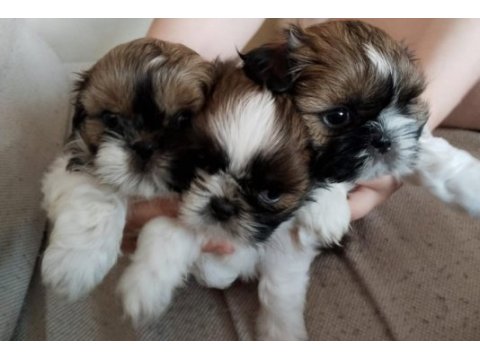 45 günlük shih tzu yavrular