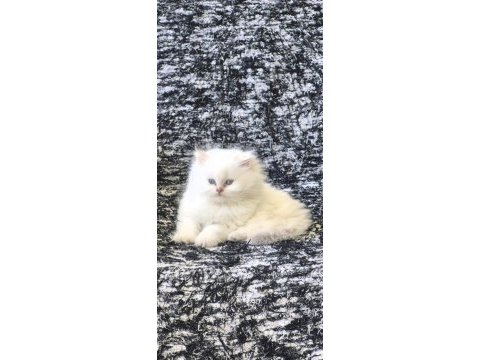 Golden point british longhair bebekler