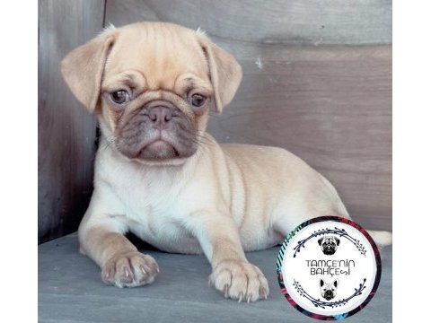 Choco fawn tr nadir eşsiz bir renk pug