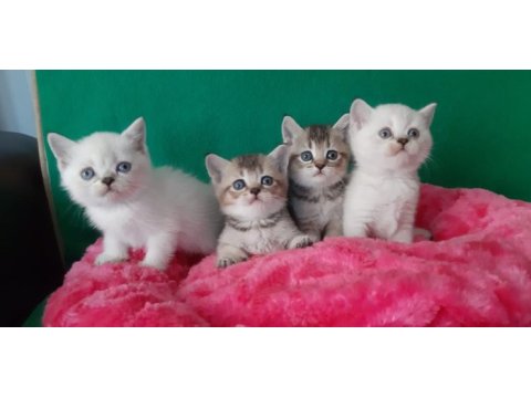 British shorthair çok oyuncu evcilmen yavrular