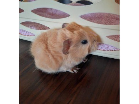 Peruvan ginepig yavrularımız