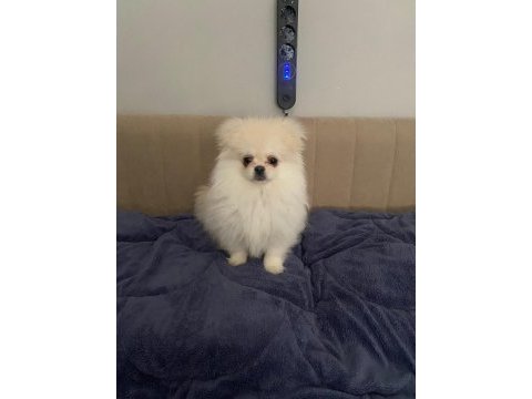 Kore pomeranian yavru yuvasını arıyor