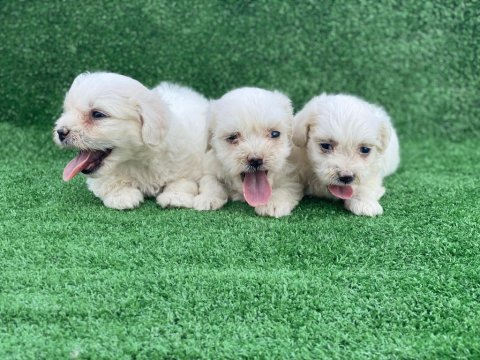 Beyaz maltese terrier yavrular