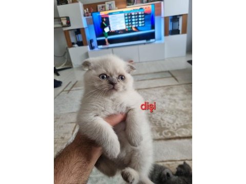 Scottish fold yavrularımız yeni yuvalarını arıyorlar