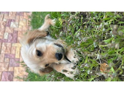 Dışı eğitimli 3 aylık golden rottweiler