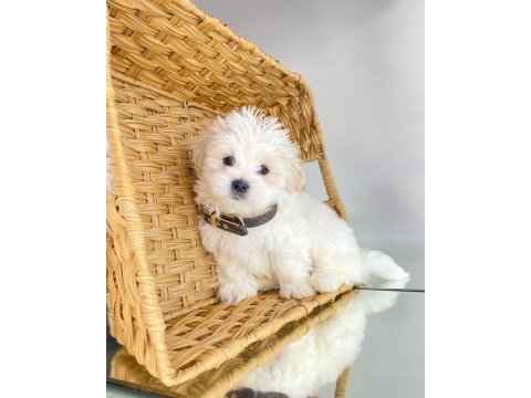 Bichon frise safkan arayanların yavrusu