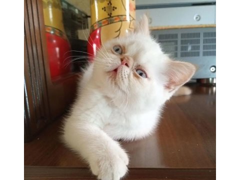 Safkan tertemiz kan taşıyan exotic shorthair yavrular