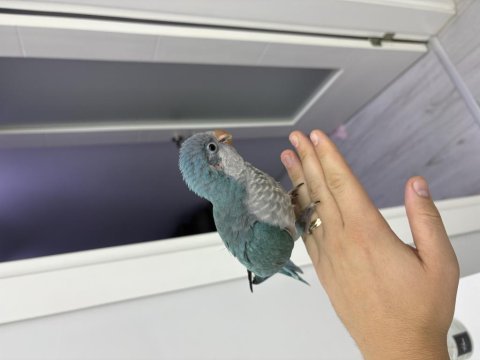 El besleme bebek monk papağanı mutasyon renk