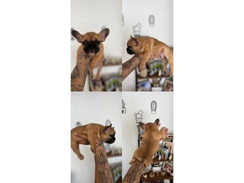 Fransız (french) bulldog yavrusu 2 aylık