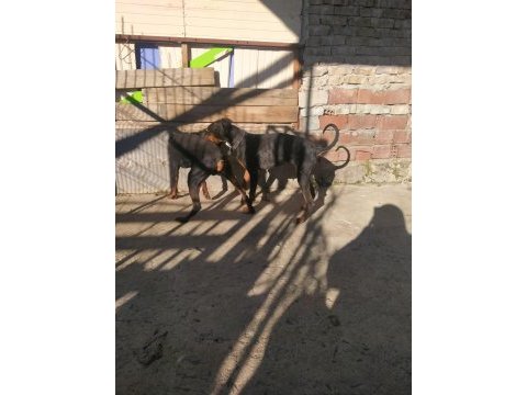 Erkek dişi doberman
