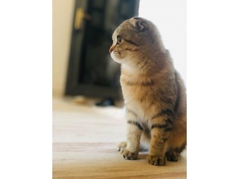 Scottish fold 5.5 aylık dişi inanılmaz insan canlısıdır