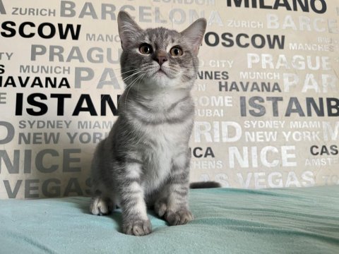 Kusursuz ayı surat silver tabby british shorthair yavrumuz