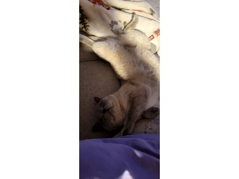 Acil tamamen ücretsiz british shorthair