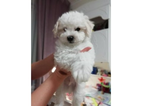 Orjinal bichon frise yavrularımız