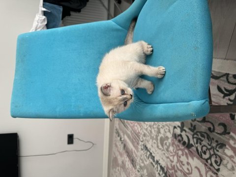 2.5 aylık british shorthair kedim
