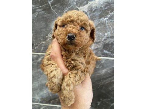 Orjinal minyatür toy poodle yavrular 