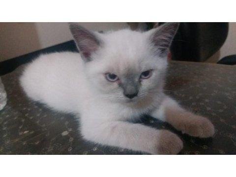 Scottish straight blue point ve chocolatte point yavrular