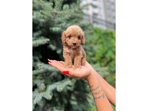 Ben maltipoo chek benimle tanışmadın mı hala