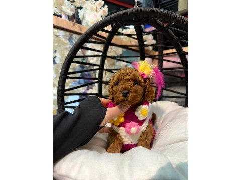 Toy poodle garantili korekan bebekler