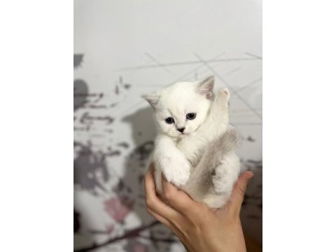 8 tane scottish fold yavrular 2 aylık