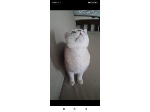 British golden shorthair şecereli erkek