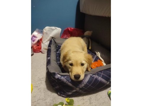 3 aylık yavru golden retriever