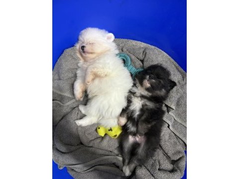 Yeni doğmuş pomeranian spitz sahiplendirme