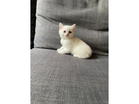 Silver ns11 british shorthair yavrular